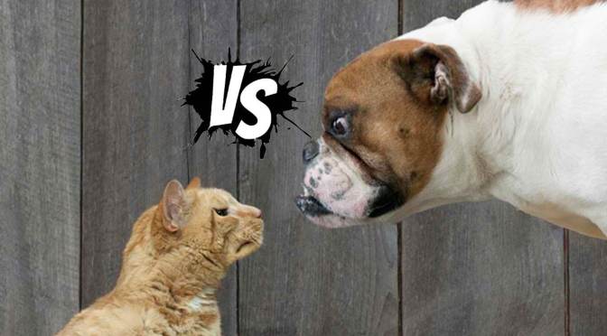 CATS VS DOGS AND WHAT IT SAYS ABOUT THEIR OWNERS
